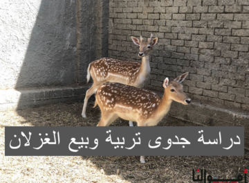 تربية وبيع الغزلان