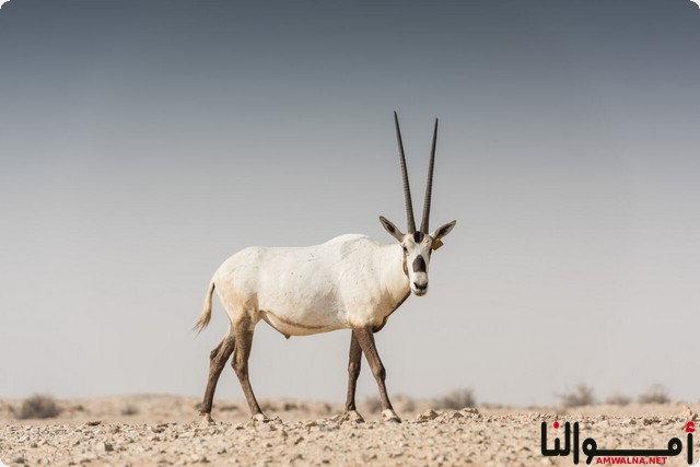 تربية وبيع الغزلان