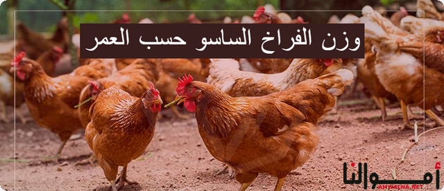 جدول وزن الفراخ الساسو حسب العمر بالأسابيع