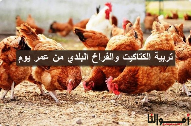 بـ 7 خطوات تربية الكتاكيت والفراخ البلدي من عمر يوم