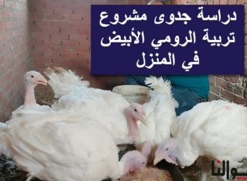 مشروع تربية الرومي الأبيض