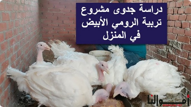 مشروع تربية الرومي الأبيض