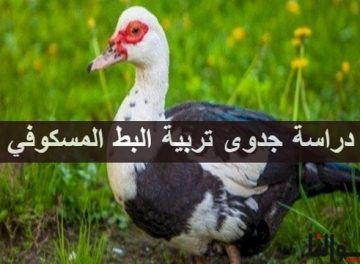 تربية البط المسكوفي