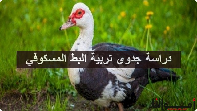 تربية البط المسكوفي