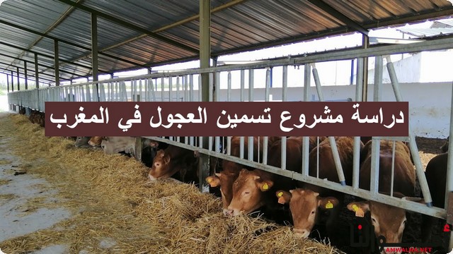 دراسة مشروع تسمين العجول في المغرب ومميزاته