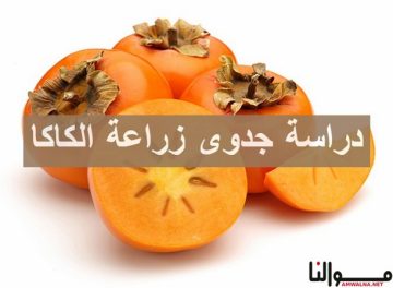 زراعة الكاكا