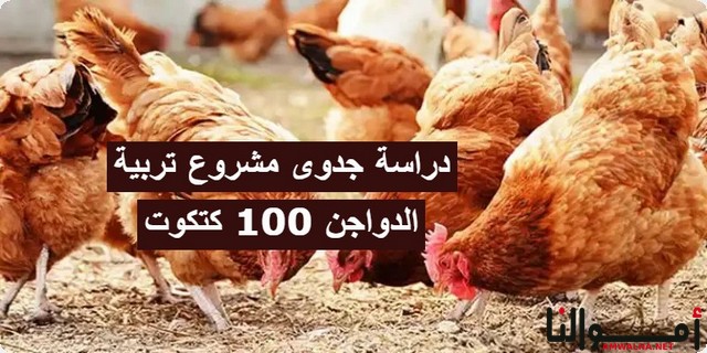 دراسة جدوى مشروع تربية الدواجن 100 كتكوت