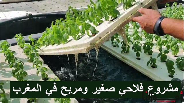 5 أفكار لـ مشروع فلاحي صغير في المغرب مميزة