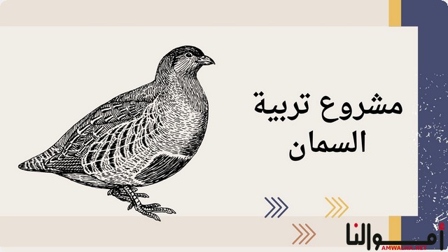 مشروع طيور