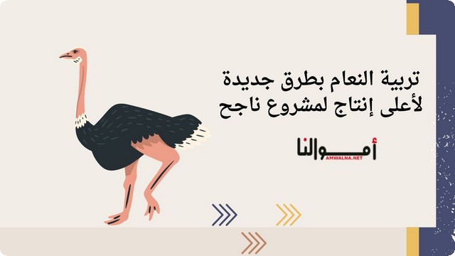 أساسيات تربية النعام بطرق جديدة لأعلى إنتاجية