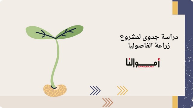 دراسة جدوى مشروع زراعة الفاصوليا ؛ ومتوسط إنتاج الفدان